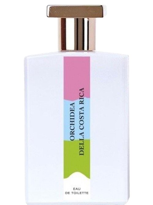 Orchidea Della Costarica